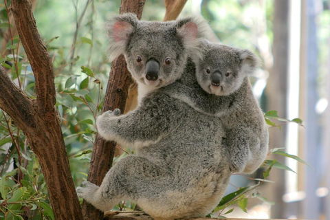 Lone Pine Koala Sanctuary Admission With Brisbane River Cruise - Accommodation Adelaide 3