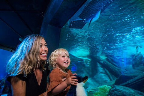 SEA LIFE Sunshine Coast Aquarium Entrance Ticket - Accommodation Adelaide 0