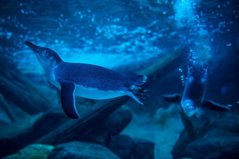 SEA LIFE Sunshine Coast Aquarium Entrance Ticket - Accommodation Adelaide 1