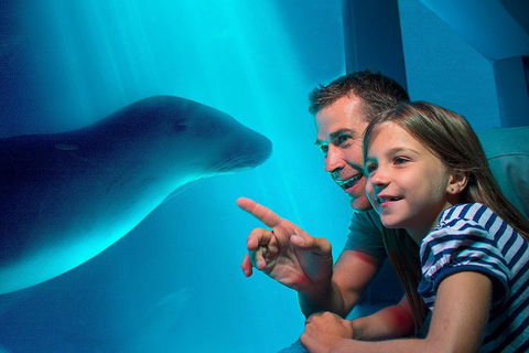 SEA LIFE Sunshine Coast Aquarium Entrance Ticket - Accommodation Adelaide 2