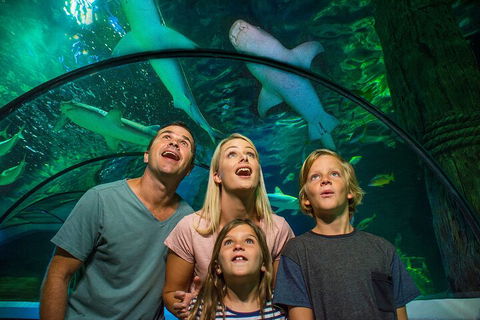 SEA LIFE Sunshine Coast Aquarium Entrance Ticket - Accommodation Adelaide 3
