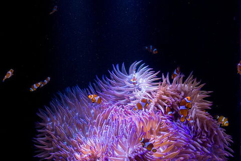 SEA LIFE Sunshine Coast Aquarium Entrance Ticket - Accommodation Adelaide 4
