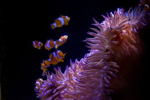 SEA LIFE Sunshine Coast Aquarium Entrance Ticket - Accommodation Adelaide 5
