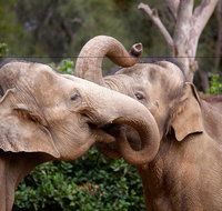 Melbourne Zoo General Entry Ticket - Accommodation Adelaide