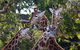 Werribee Open Range Zoo General Admission Ticket - thumb 0