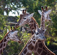 Werribee Open Range Zoo General Admission Ticket - Accommodation Adelaide