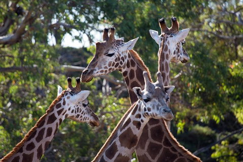 Werribee Open Range Zoo General Admission Ticket - Accommodation Adelaide 0