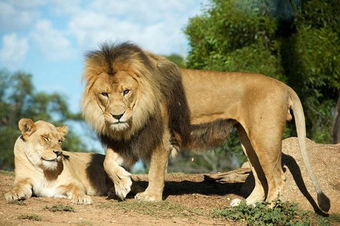 Werribee Open Range Zoo General Admission Ticket - Accommodation Adelaide 1