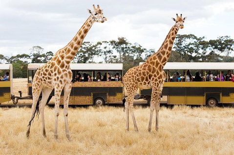 Werribee Open Range Zoo General Admission Ticket - Accommodation Adelaide 2
