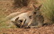 Werribee Open Range Zoo General Admission Ticket - thumb 3