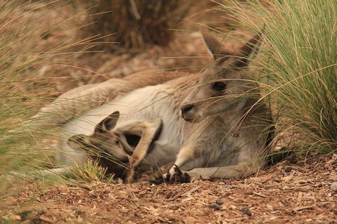 Werribee Open Range Zoo General Admission Ticket - Accommodation Adelaide 3