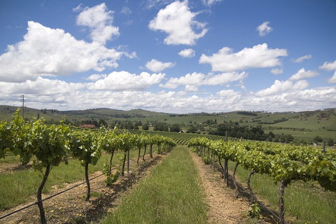 Hunter Valley Wine Tour From Sydney Incl Lunch, Cheese, Chocolate And Distillery - Accommodation Adelaide 0