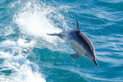 Wilsons Promontory Full Day Cruise - Accommodation Adelaide 1