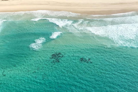 Coastal Helicopter Shared Flight - 20 Minutes - Accommodation Adelaide 4