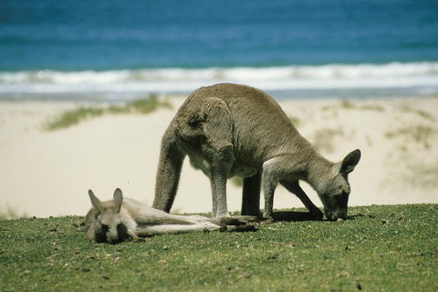 Great Ocean Road Highlights Tour - 2 Days, 1 Night - Accommodation Adelaide 2