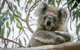 Great Ocean Road & Grampians National Park Tour - 3 Days, 2 Nights - thumb 2