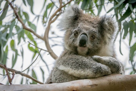 Great Ocean Road & Grampians National Park Tour - 3 Days, 2 Nights - Accommodation Adelaide 2