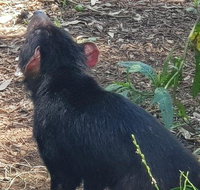 Phillip Island Penguin and wildlife Tour - Accommodation Adelaide