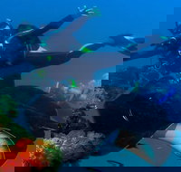 Scuba Dive the S.S. Yongala Wreck on the Great Barrier Reef. - Accommodation Adelaide